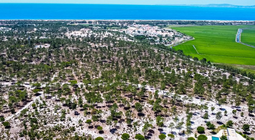 Photo of Way of Beauty