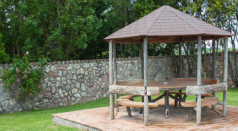 Photo of Olivo secolare