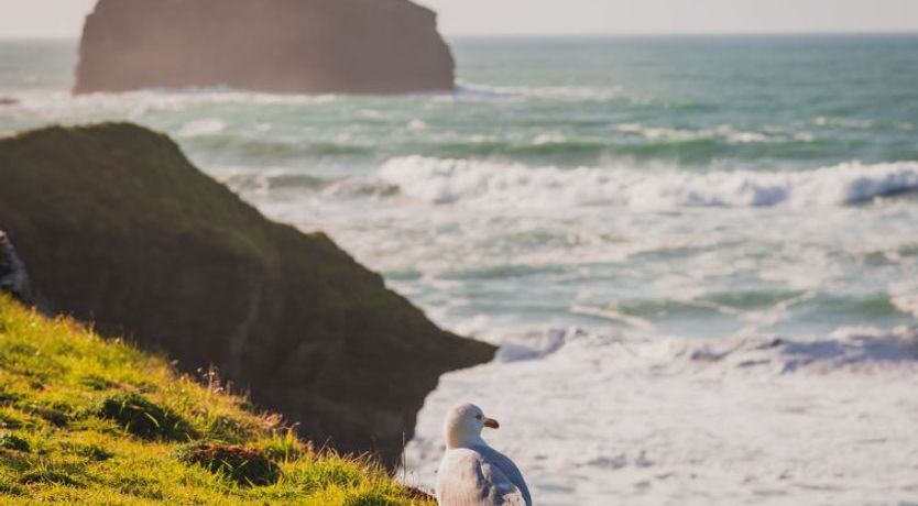 Photo of Tintagel Sea view