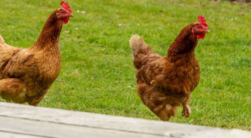 Photo of Lodge 4 - Hot Tub Lodge