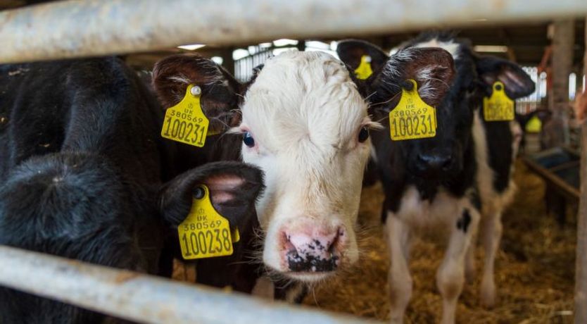 Photo of Lodge 4 - Hot Tub Lodge