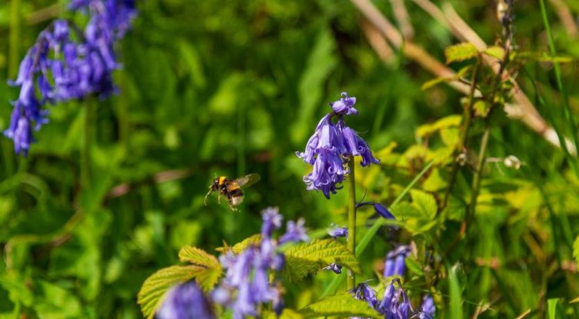 Photo of Lodge 4 - Hot Tub Lodge