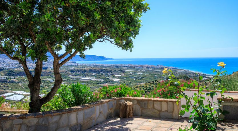 Photo of Camelia Blanca