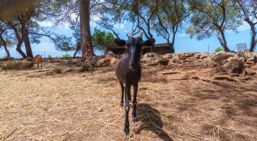 Photo of Finca Son Baulo
