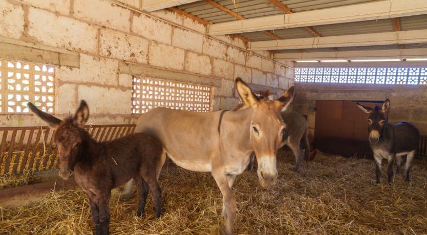 Photo of Finca Son Baulo