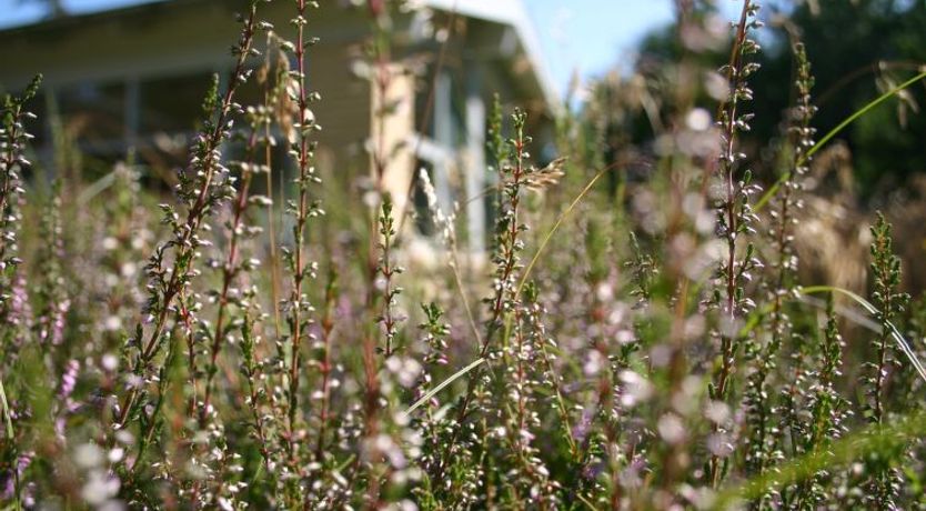 Photo of "Gisa" - 400m from the sea