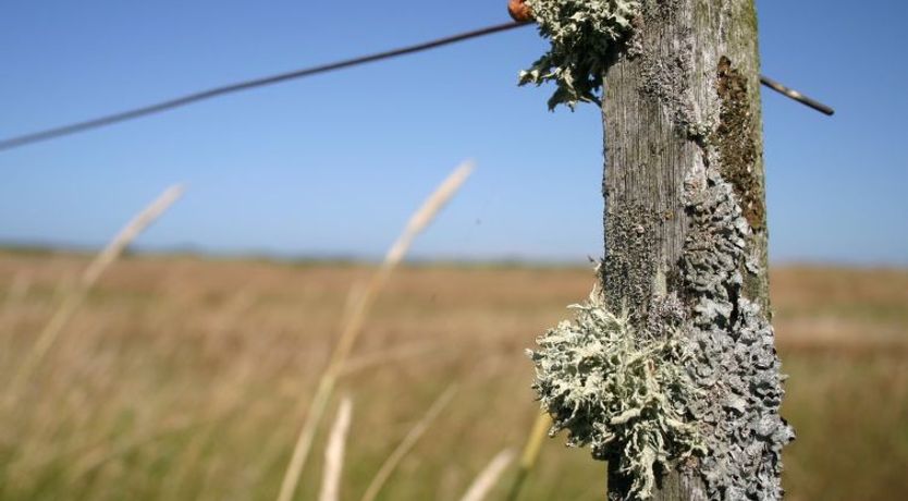 Photo of "Gisa" - 400m from the sea