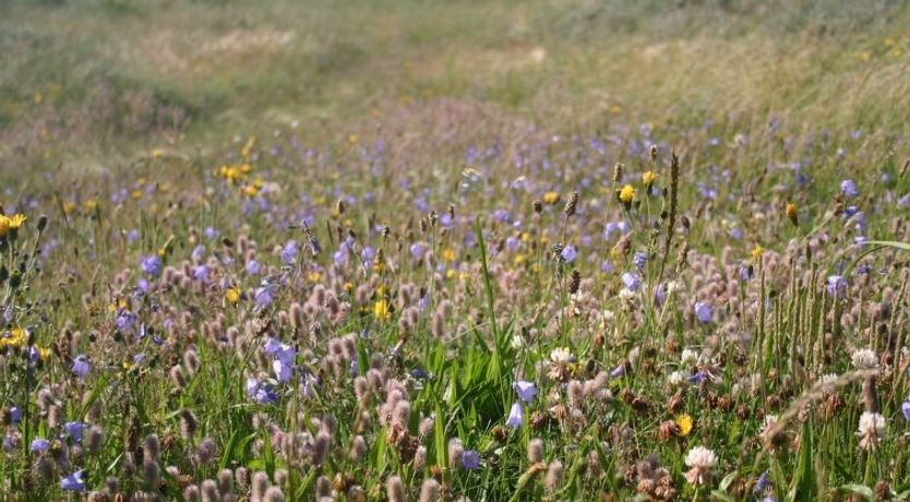 Photo of "Gisa" - 400m from the sea