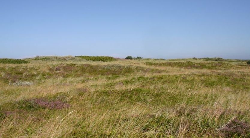 Photo of "Gisa" - 400m from the sea