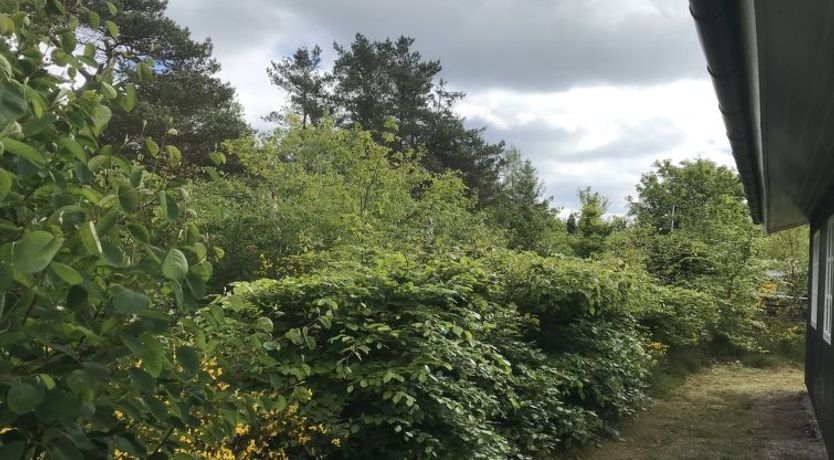 Photo of "Niyazi" - 770m from the sea