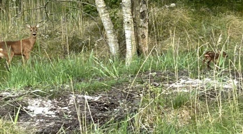 Photo of "Thorbiorn" -  from the sea