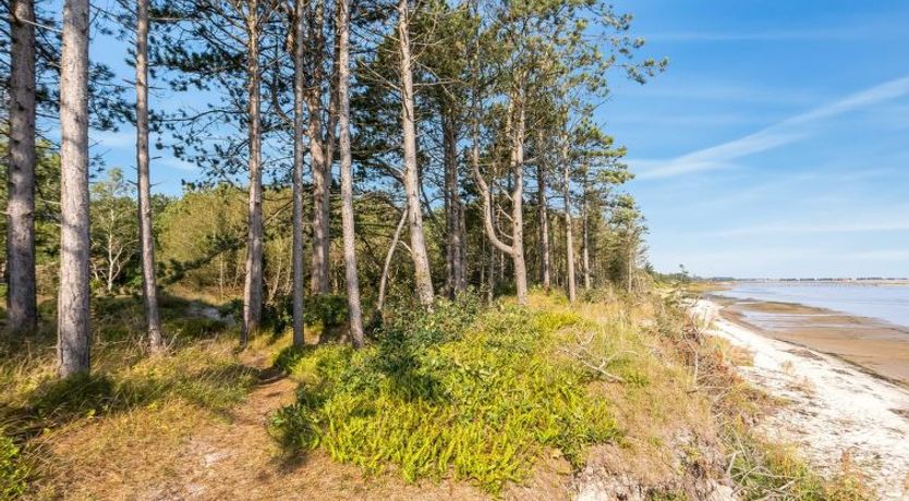 Photo of "Amai" - 100m from the sea