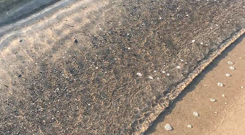 Photo of "Stacie" - 10m from the sea
