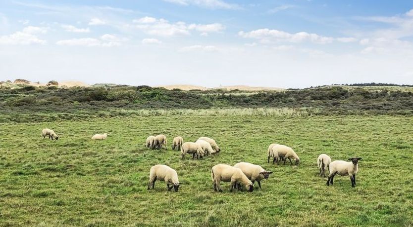 Photo of "Skyler" - 400m from the sea