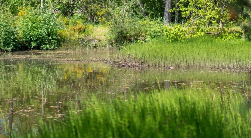 Photo of "Smilla" - 300m from the sea