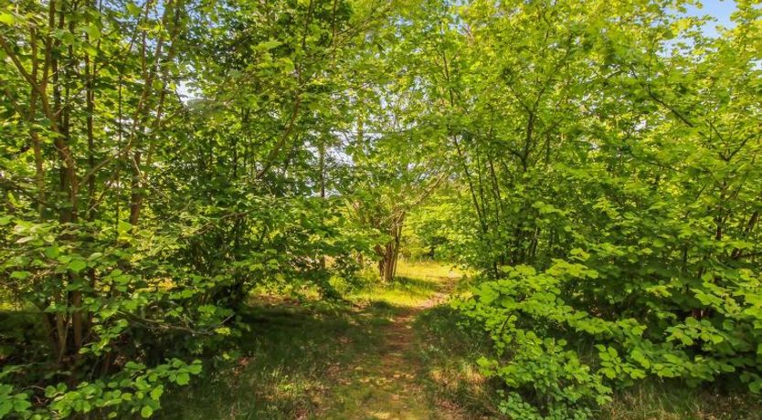 Photo of "Gullmaj" - 200m from the sea