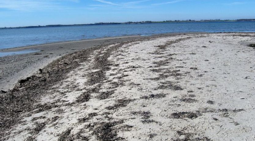 Photo of "Eddy" - 50m from the sea