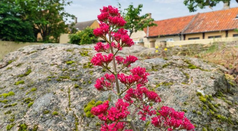 Photo of "Øde" - 100m from the sea