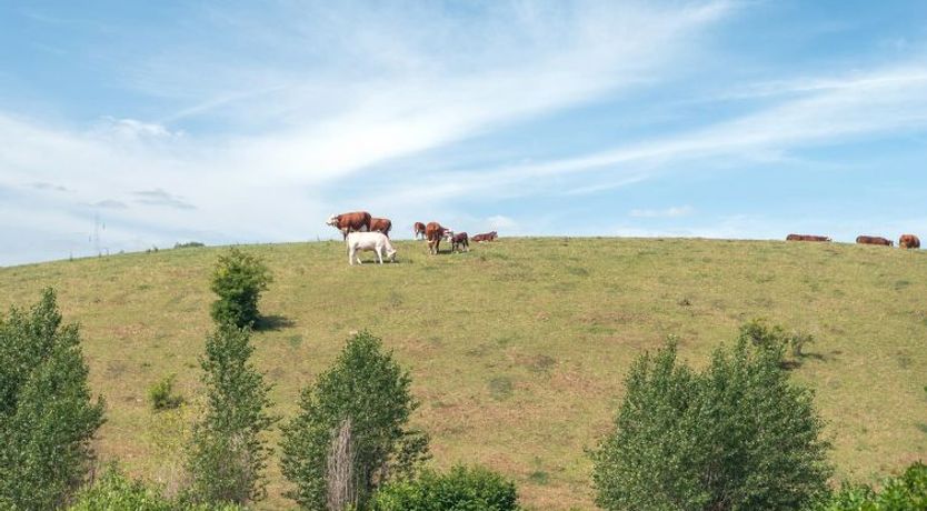 Photo of "Raija" - 400m from the sea