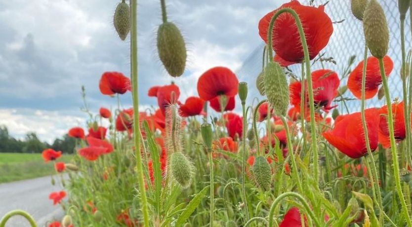 Photo of "Askan" - 200m from the sea