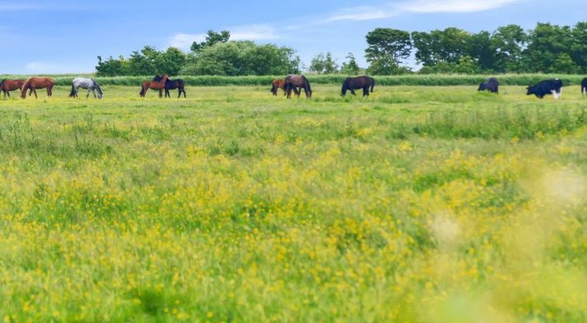 Photo of "Janin" - 400m from the sea