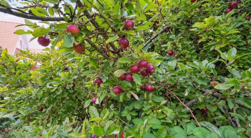 Photo of "Magh" - 9.8km from the sea