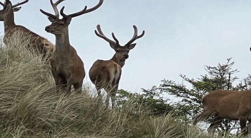 Photo of "Nashota" - 700m from the sea