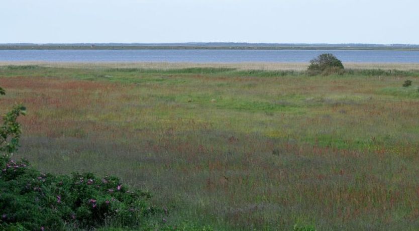 Photo of "Werna" - 800m from the sea