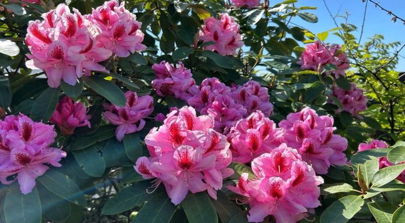 Photo of "Asta" - 1km from the sea