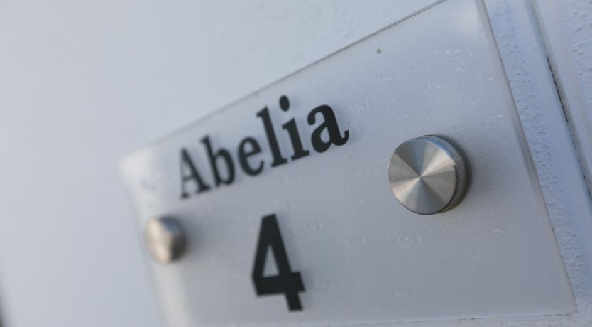Photo of Abelia