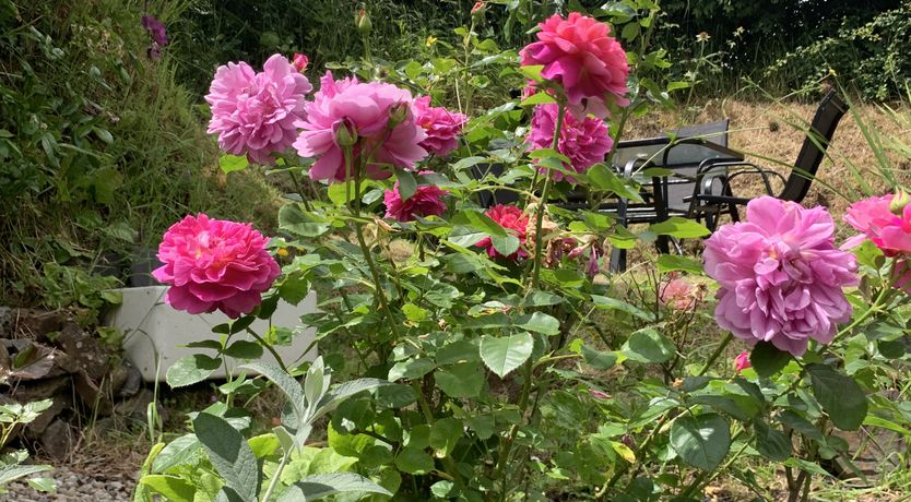 Photo of Rose Cottage