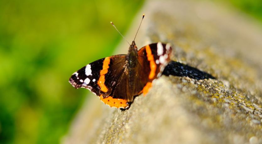 Photo of Podhamer Holiday Home 2