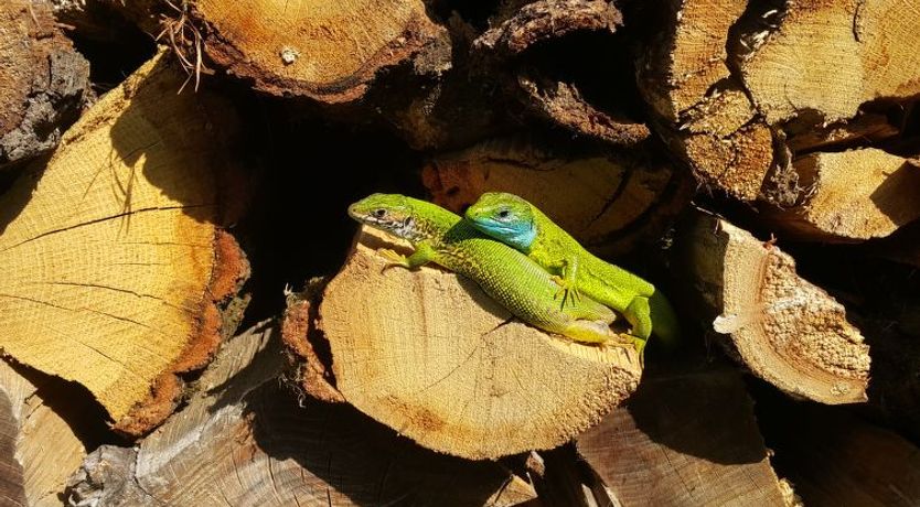 Photo of Podhamer Holiday Home 2