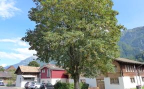 Photo of Tilia