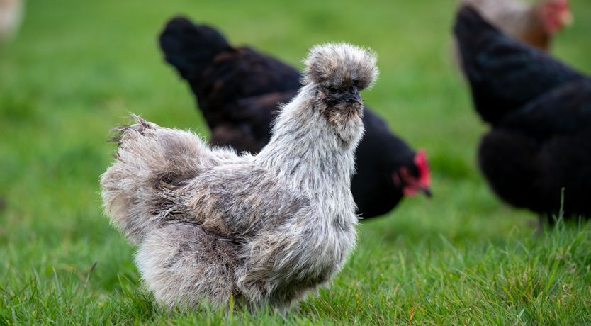 Photo of Jasper and Smiddy - joint booking