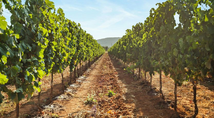 Photo of Maremma Dreams