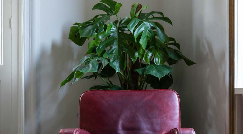 Photo of Ecru Elegance