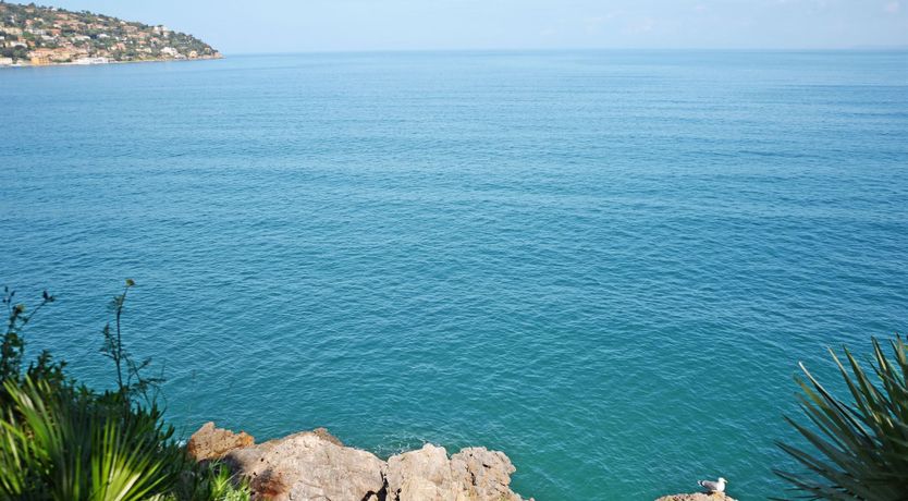 Photo of Bougainvillea & Pine
