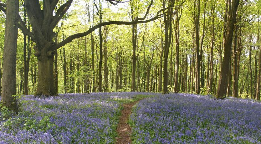 Photo of The Forester