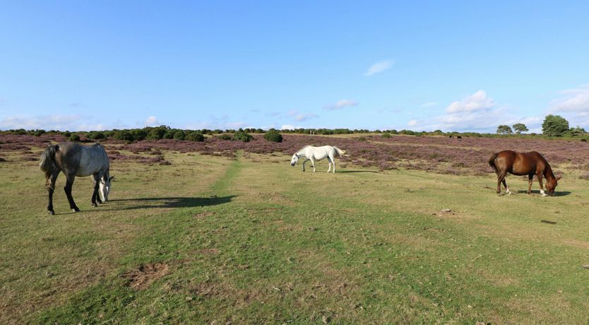 Photo of New Forest Delight