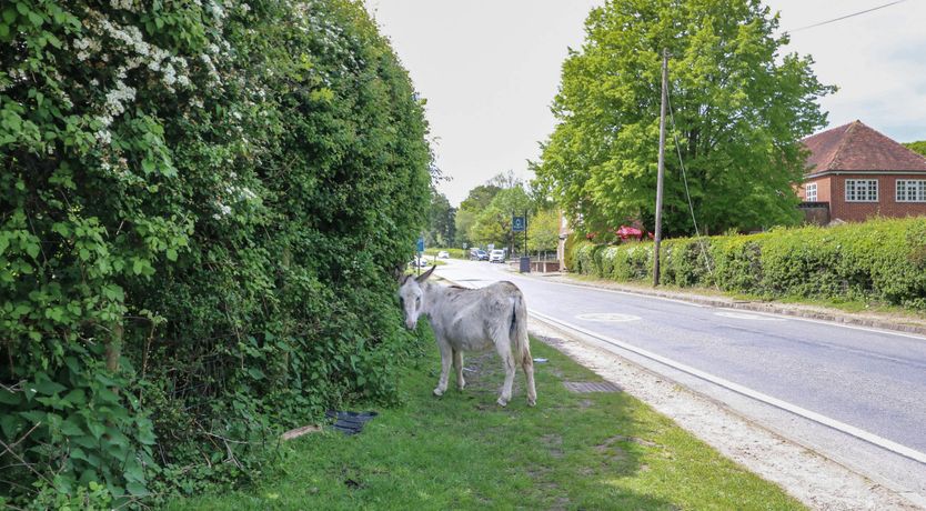 Photo of New Forest Delight