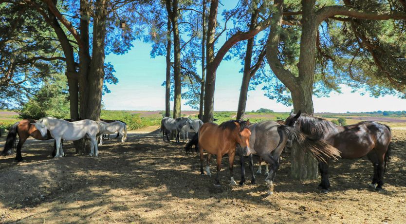 Photo of New Forest Delight