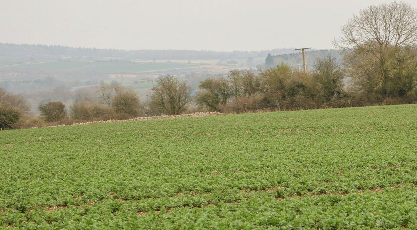 Photo of Burford Bliss