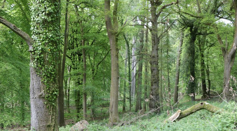 Photo of Garden Getaway