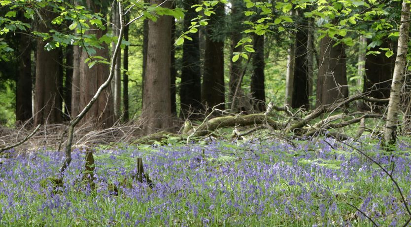 Photo of Garden Getaway