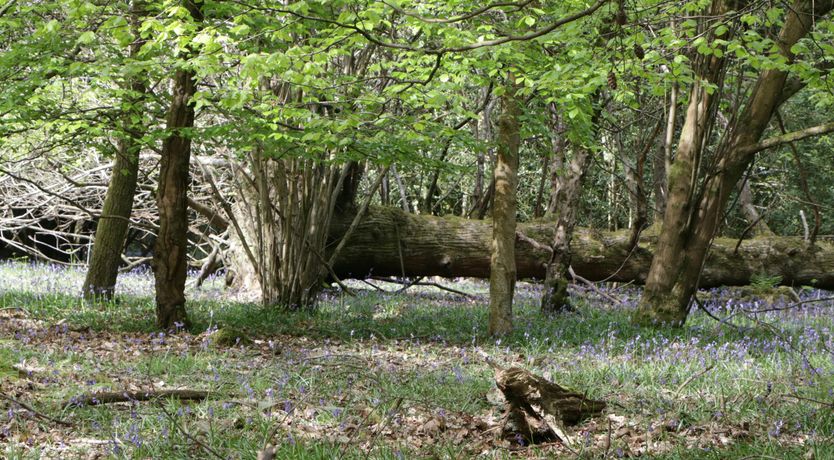 Photo of Garden Getaway