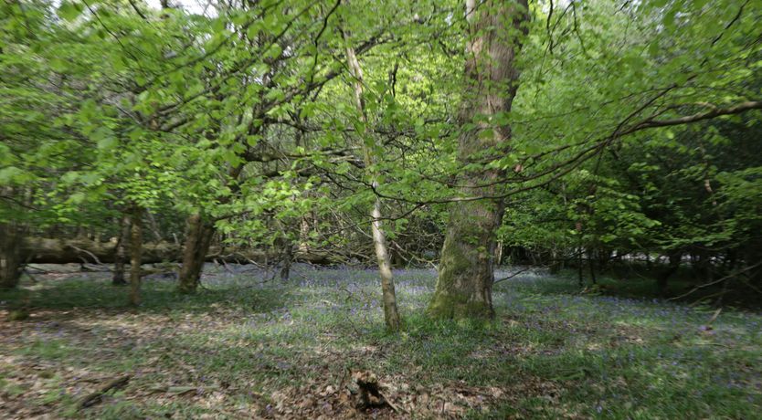 Photo of Garden Getaway