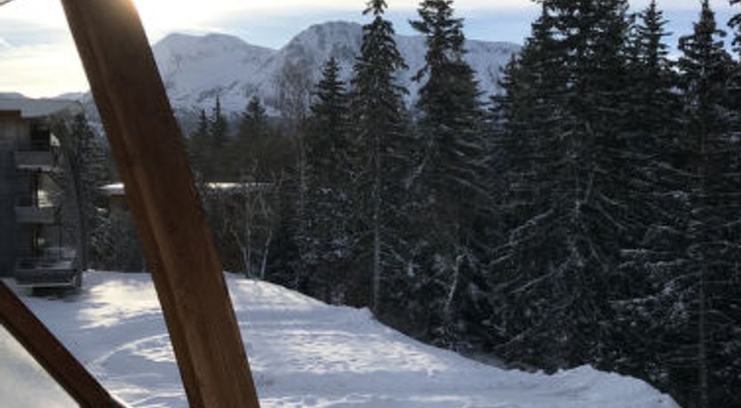 Photo of V du Bachat Asters B