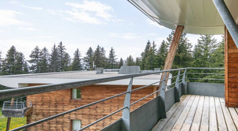 Photo of V du Bachat Asters B