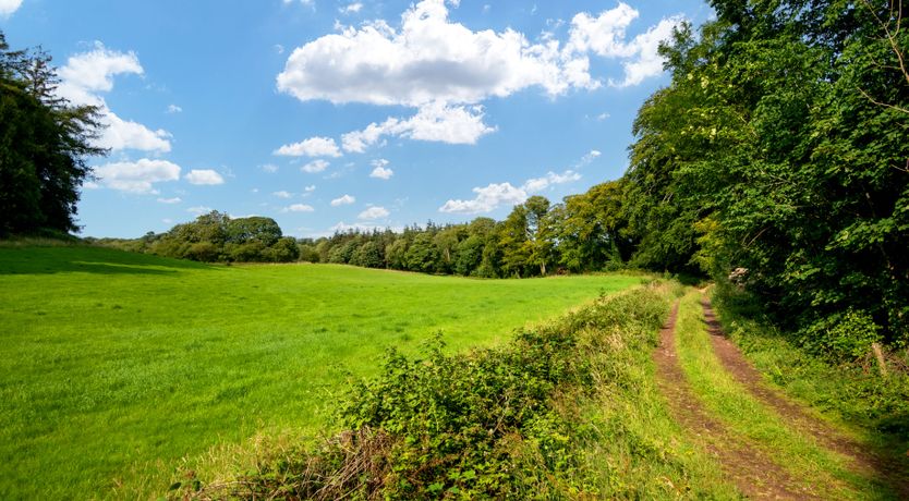 Photo of Wild Woodland